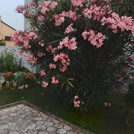 Olga Apartmán